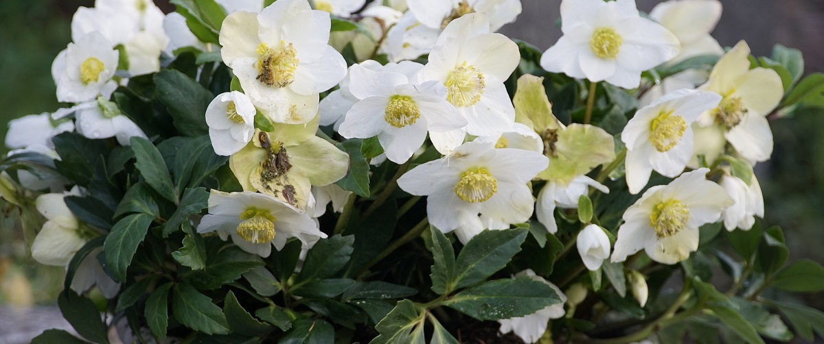 čemeřice černá(helleborus niger)